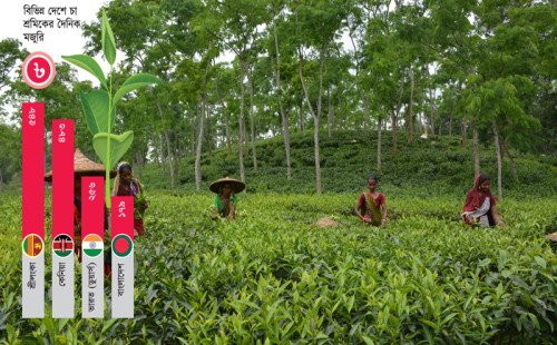 চা শ্রমিকের মজুরি সবচেয়ে কম বাংলাদেশে