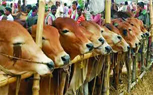 এবার কোরবানিযোগ্য পশু এক কোটি ২৪ লাখ: প্রাণিসম্পদ উপদেষ্টা ফরিদা