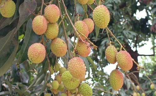 বেদেনা লিচুর জিআই স্বীকৃতি