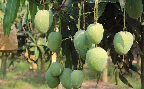 ১৫ মে থেকে রাজশাহীতে আম পাড়ার সময়সূচি নির্ধারণ