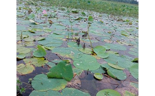 দেশে প্রথমবার ‘জলাভূমিনির্ভর প্রাণী অভয়ারণ্য’ ঘোষণা