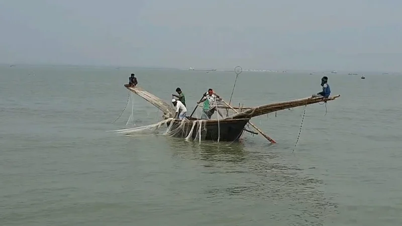 দূষিত পানির প্রভাবে চাঁদপুরের  মেঘনায় মিলছে না ইলিশ