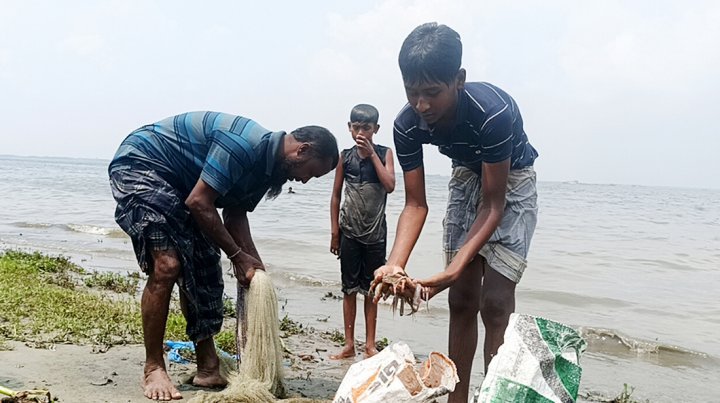 মেঘনায় আবারও মরছে মাছ, কারণ অনুসন্ধান করবে পরিবেশ অধিদফতর