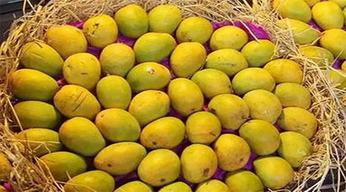 `ভারতের কোটি টাকার আম ফেরত পাঠিয়েছে আমেরিকা'