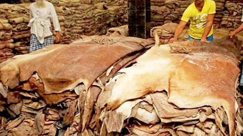 কুরবানির পশুর চামড়ার নতুন দাম নির্ধারণ