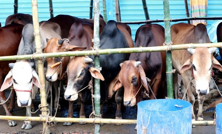 রাজধানীতে কোরবানির পশুর হাটে নিরাপত্তা জোরদার