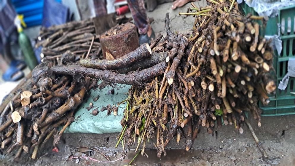 খুলনায় চুইঝালের বাণিজ্যিক চাষের অপার সম্ভাবনা