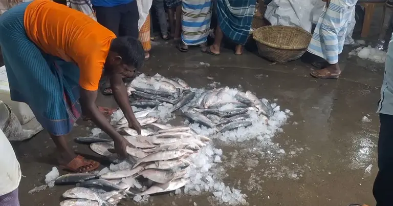 ইলিশ সংকটে চাঁদপুরের ঐতিহ্যবাহী মাছ ঘাট, অস্তিত্বের হুমকিতে বাজার