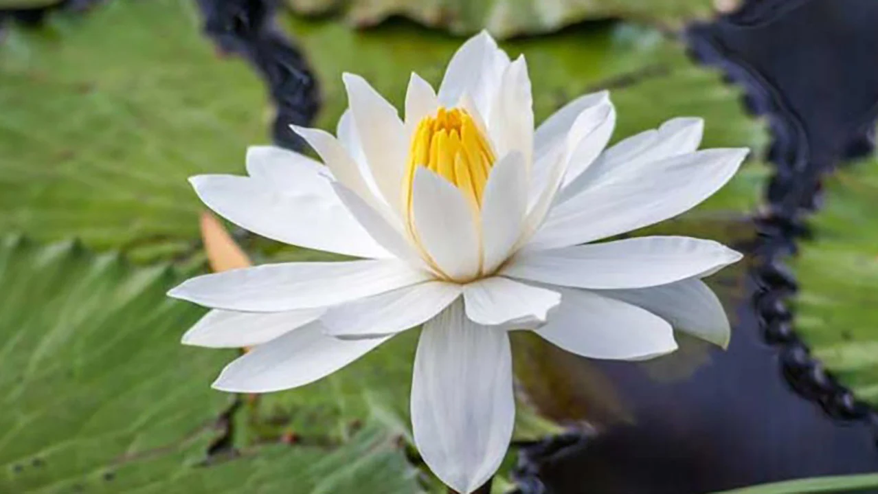 নির্বাচনি প্রতীক শাপলা কেন চেয়েছে এনসিপি?