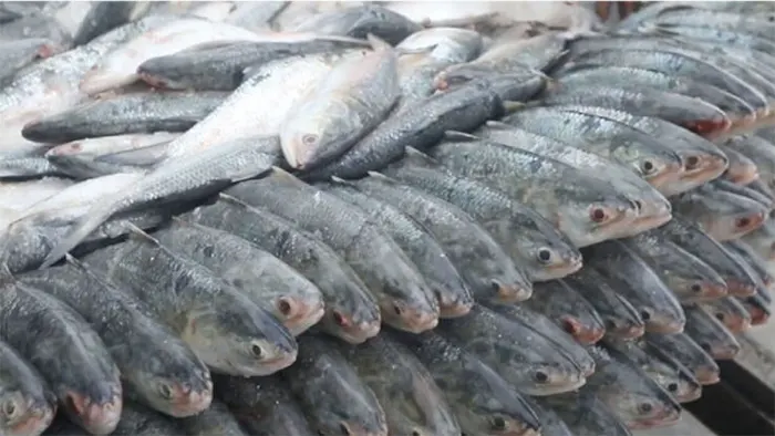 বাংলাদেশের ইলিশ নিয়ে অনিশ্চয়তা, কলকাতার ভরসা মিয়ানমার ও গুজরাট