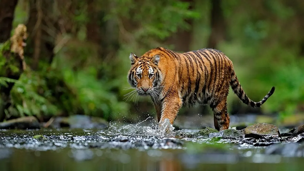 সুন্দরবনে বেড়েছে ১০ শতাংশ বাঘ